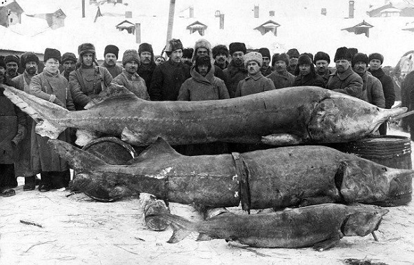 Okaz złapany w Rosji w 1924 roku